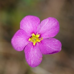 Sabatia grandiflora