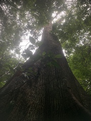 Caryocar costaricense