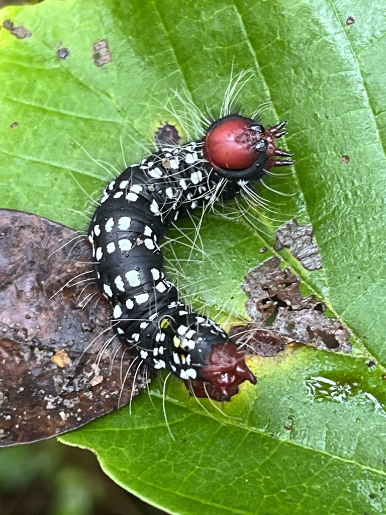 Azalea Caterpillar and Drexel's Datana Moths