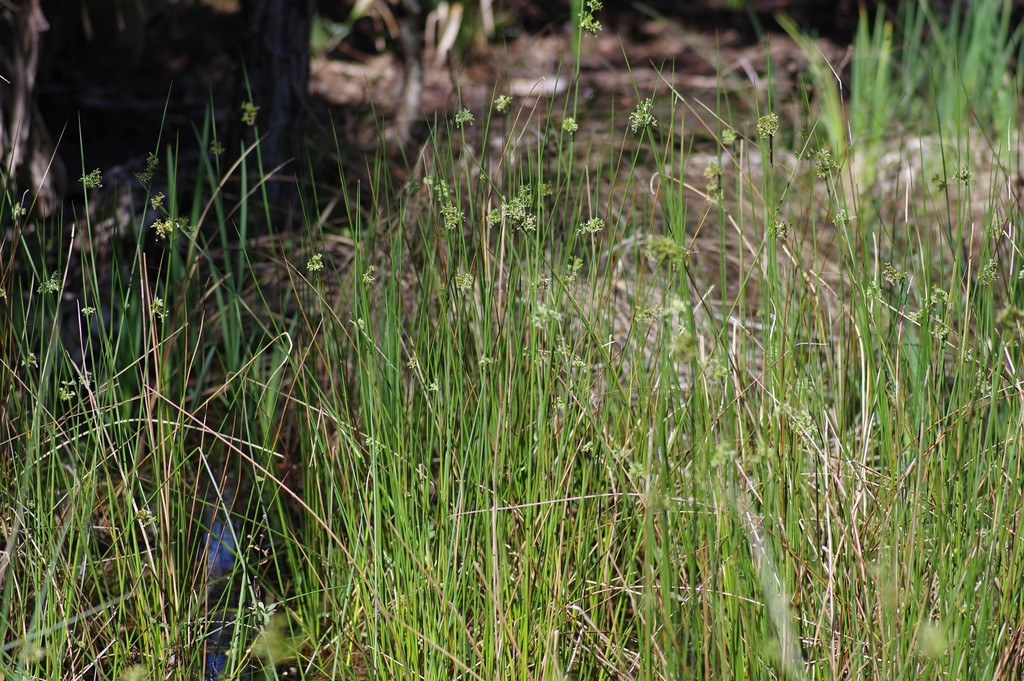eastern soft rush (Freshwater Aquatic Plants and Algae of Massachusetts ...