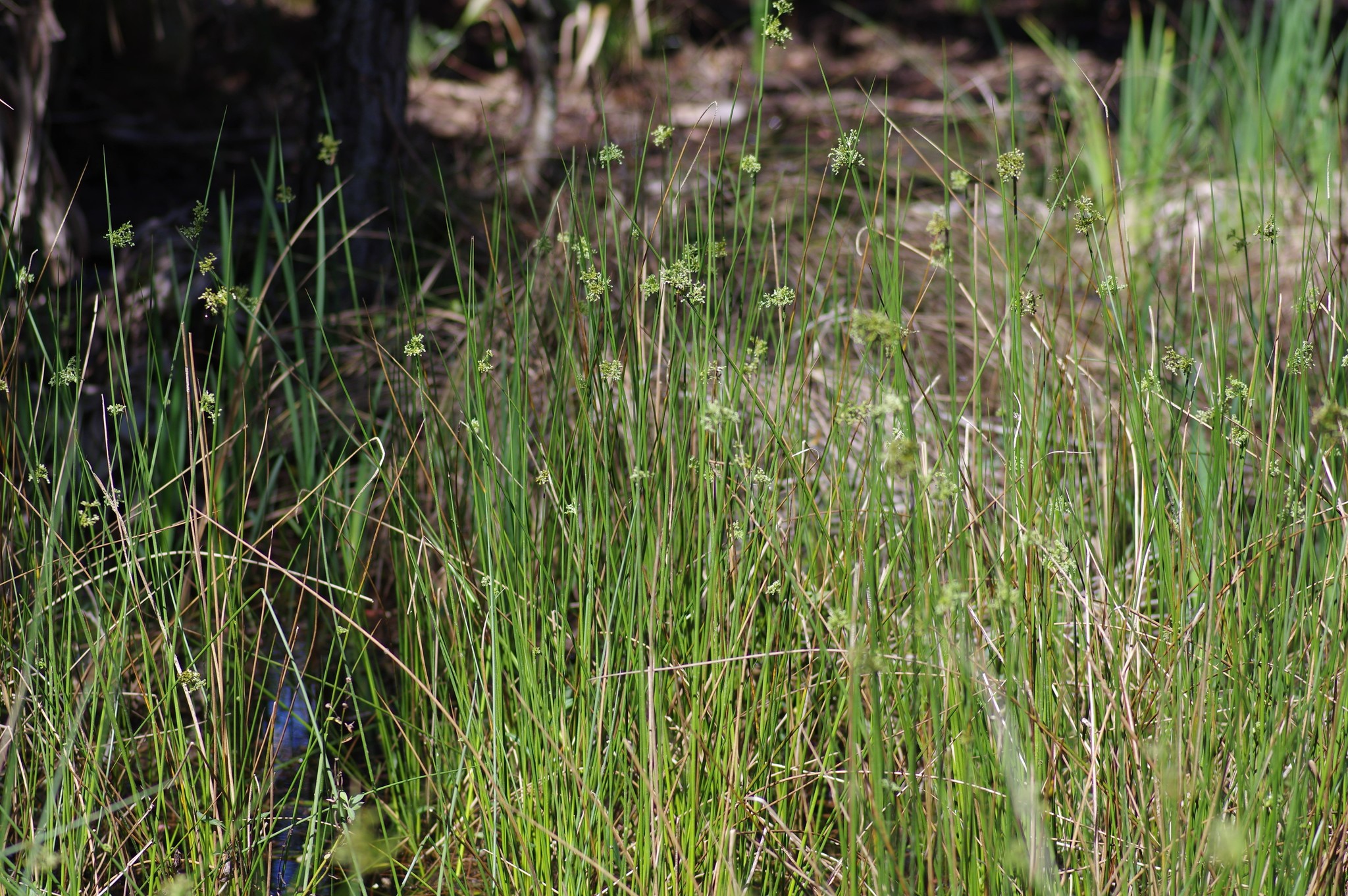 Juncus effusus ssp. solutus