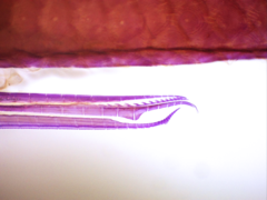 Neoheterandria tridentiger