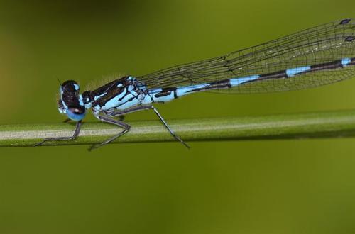 Variable Bluet