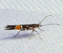 Cosmopterix lespedezae