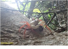 Madagapotamon humberti