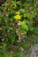 Senecio leucanthemifolius