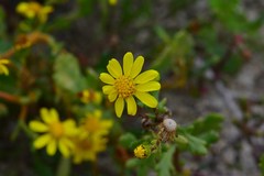 Senecio leucanthemifolius