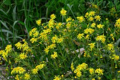 Senecio leucanthemifolius