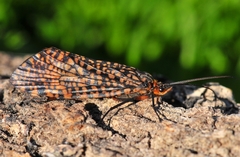 Oligostomis pardalis