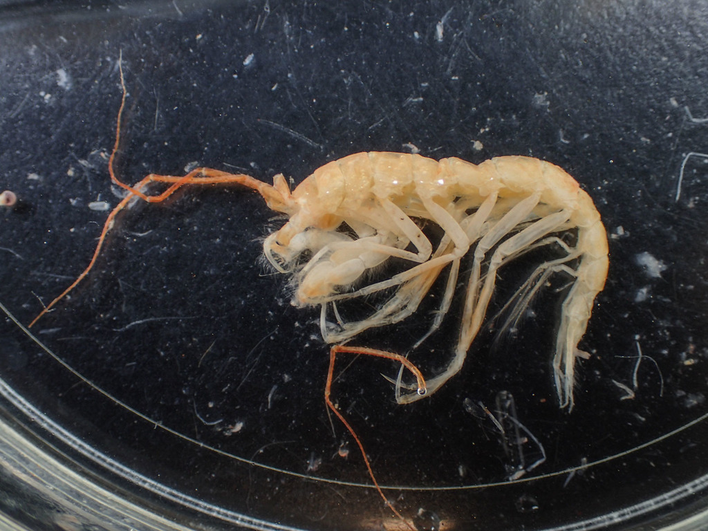 Neohela