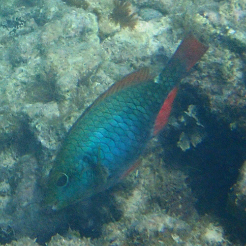 Sparisoma aurofrenatum