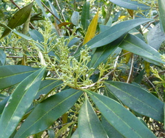 Laurus