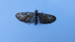 Eupithecia anticaria