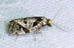 Aethes rana
