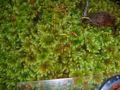 Mniodendron colensoi