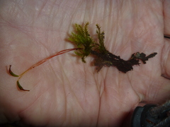 Mniodendron colensoi