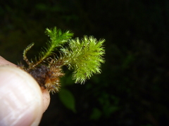 Mniodendron colensoi