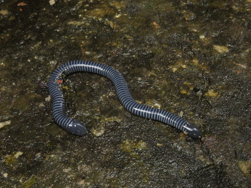 Ringed caecilia, Siphonops annulatus