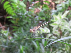 Erythrodiplax umbrata