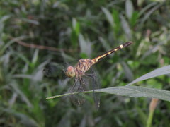 Erythrodiplax umbrata