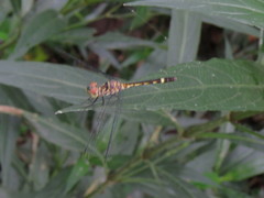 Erythrodiplax umbrata