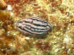 Phyllidiella zeylanica image