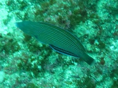 Anampses caeruleopunctatus