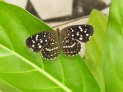 Anthanassa hermas