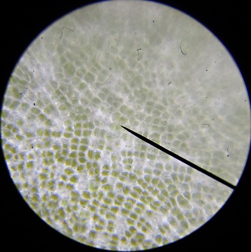 Ulva rigida
