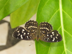 Anthanassa hermas