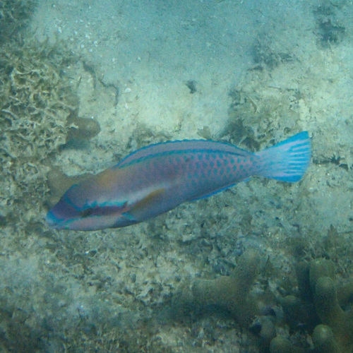 Scarus iseri