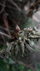 Agesander ruficornis