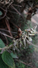 Agesander ruficornis