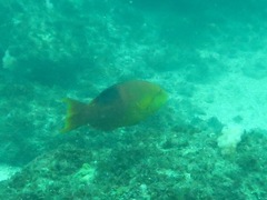 Bodianus atrolumbus