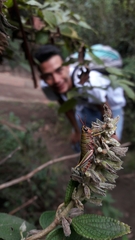 Agesander ruficornis