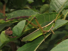 Prionolopha serrata