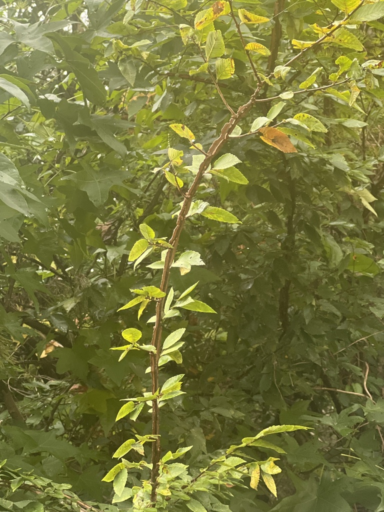 Winged elm from sr 58 chattanooga tn us on september 16 2023 at 04 