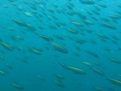 Caesio xanthalytos