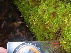 Mniodendron colensoi