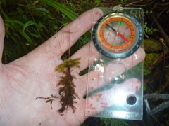 Mniodendron colensoi