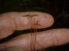 Mniodendron colensoi