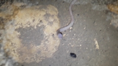 Ophisternon infernale