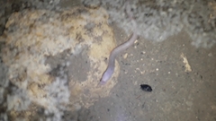 Ophisternon infernale