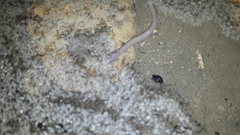 Ophisternon infernale