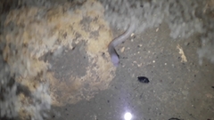 Ophisternon infernale