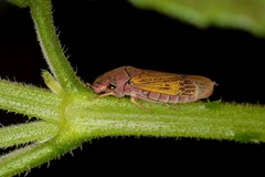 Oncometopia facialis