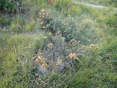 Cytisus scoparius andreanus