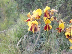 Cytisus scoparius andreanus