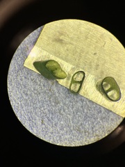 Lobelia dortmanna image