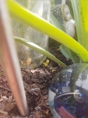 Leucocoprinus birnbaumii image